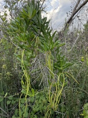 Pentalinon luteum