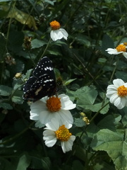 Chlosyne lacinia lacinia