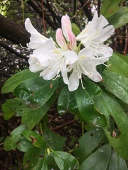 Rhododendron × hybridum