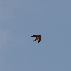 Hirundo rustica