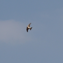 Hirundo rustica