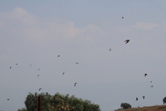 Hirundo rustica