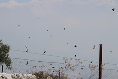 Hirundo rustica