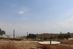 Hirundo rustica