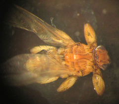 Lipoptena fortisetosa