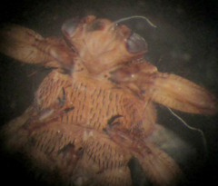 Lipoptena fortisetosa