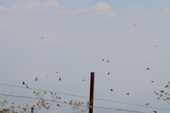 Hirundo rustica