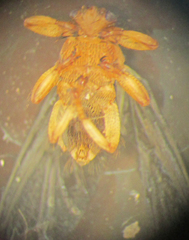 Lipoptena fortisetosa