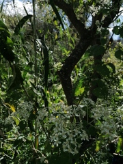 Montanoa tomentosa