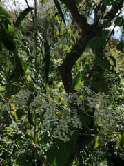 Montanoa tomentosa