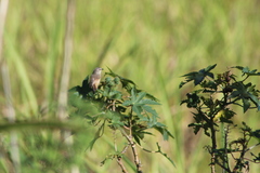 Prinia subflava pondoensis