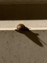 Zachrysia provisoria