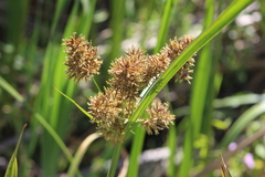 Cyperus latifolius