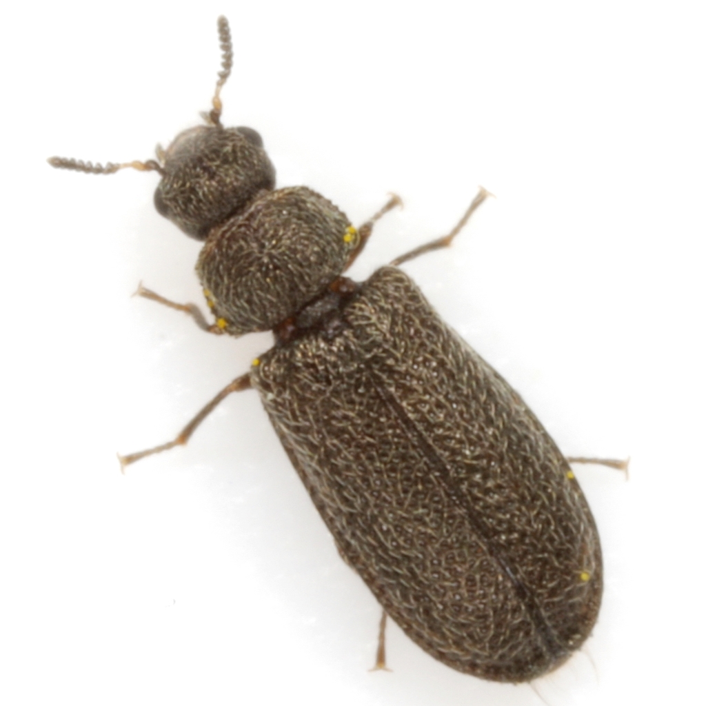 Melyrodes cribrata