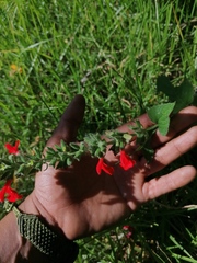 Salvia ozolotepecensis