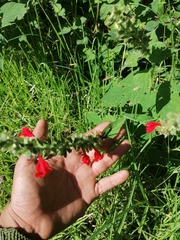 Salvia ozolotepecensis