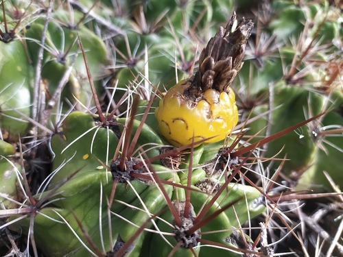 Ferocactus robustus