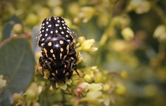 Oxythyrea testaceoguttata