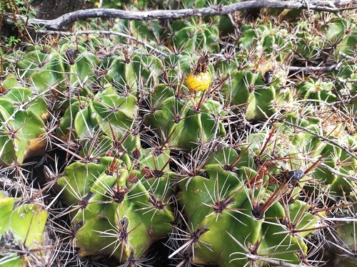 Ferocactus robustus