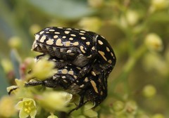 Oxythyrea testaceoguttata