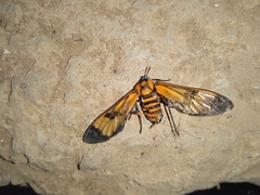 Gymnelia ethodaea