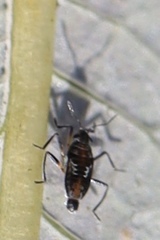 Microvelia pulchella