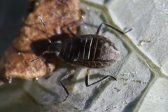 Microvelia pulchella