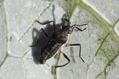 Microvelia pulchella