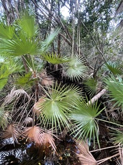 Acoelorraphe wrightii