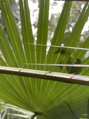 Acoelorraphe wrightii