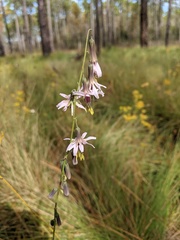 Nabalus autumnalis
