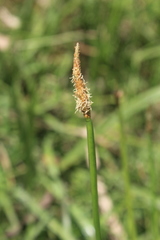 Eleocharis limosa