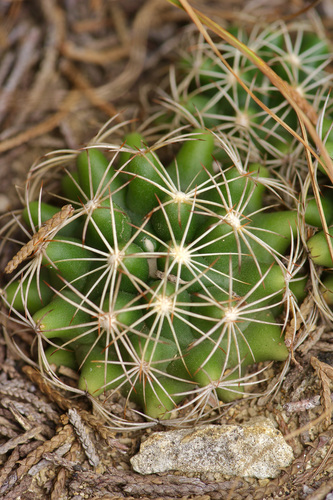 Coryphantha sulcata