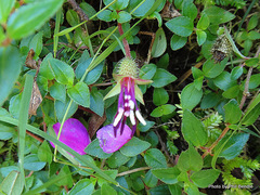 Heterocentron elegans