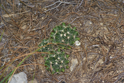 Coryphantha sulcata