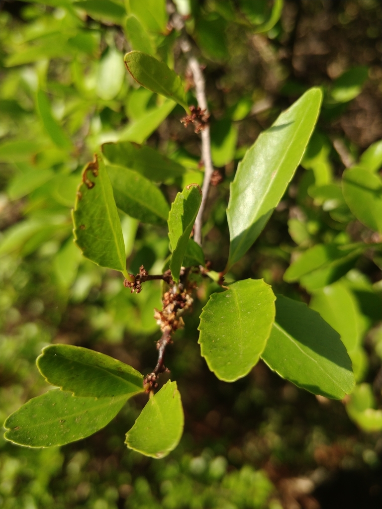 Maytenus Umbellata (madeira Trees And Bushes) · Inaturalist