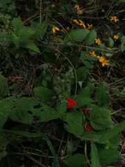 Salvia ozolotepecensis