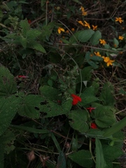 Salvia ozolotepecensis