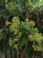 Montanoa tomentosa
