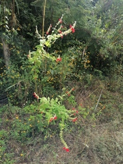 Salvia ozolotepecensis