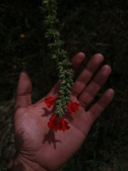 Salvia ozolotepecensis