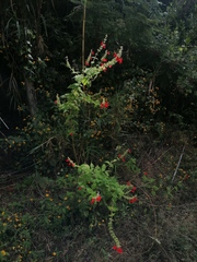 Salvia ozolotepecensis