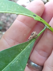 Leptopius tetraphysodes