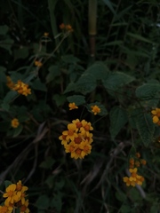 Tagetes lucida