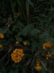 Tagetes lucida