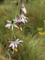 Nabalus autumnalis