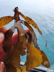 Carpophyllum flexuosum