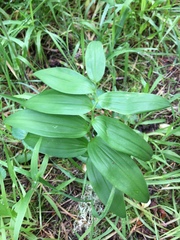 Maianthemum