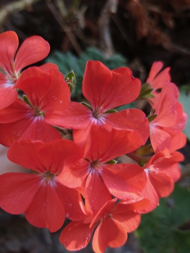 Pelargonium × hybridum image