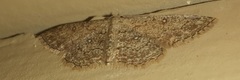 Cyclophora nanaria